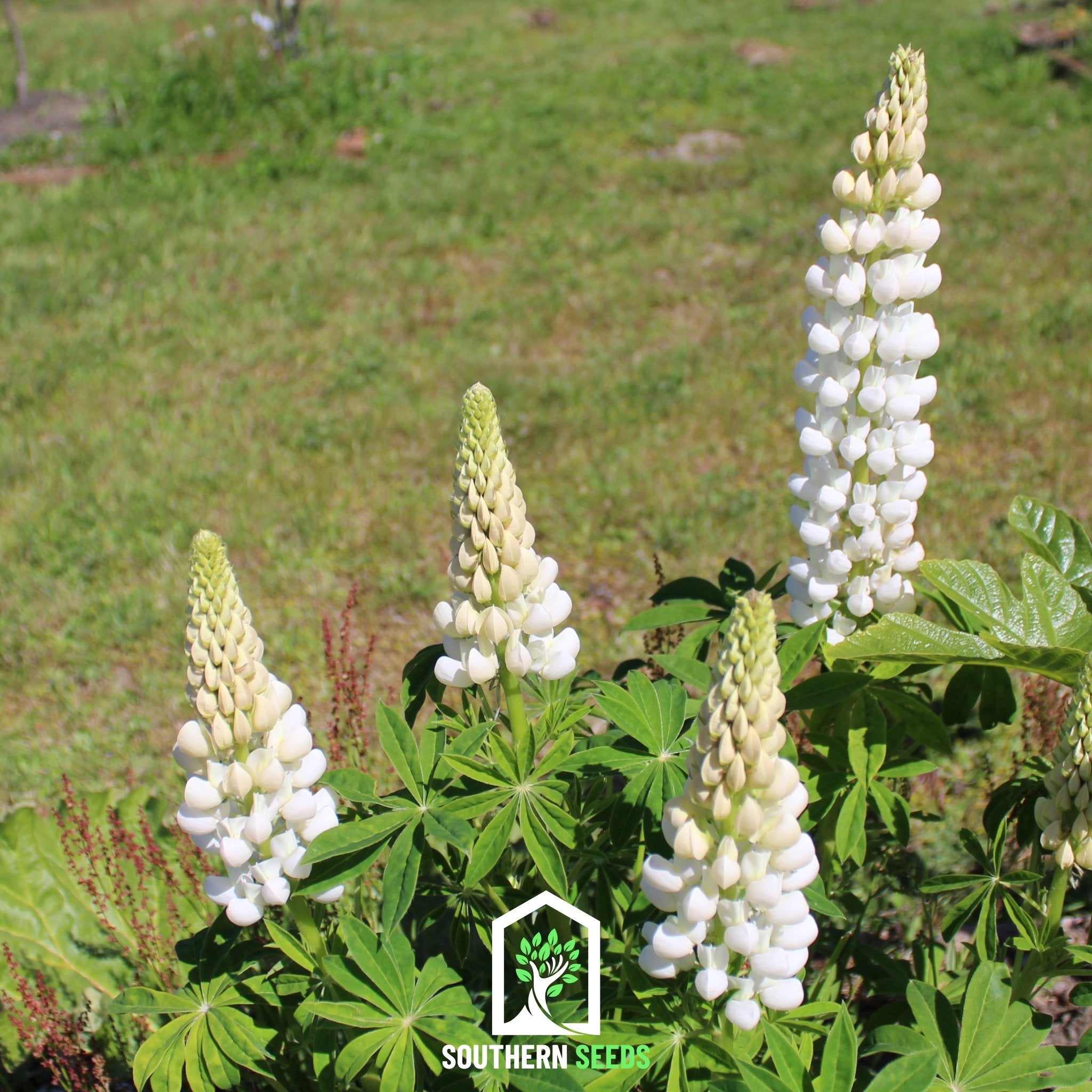 Lupine Russell, Noble Maiden (Lupinus polyphyllus) - 50 Seeds - Southern Seed Exchange