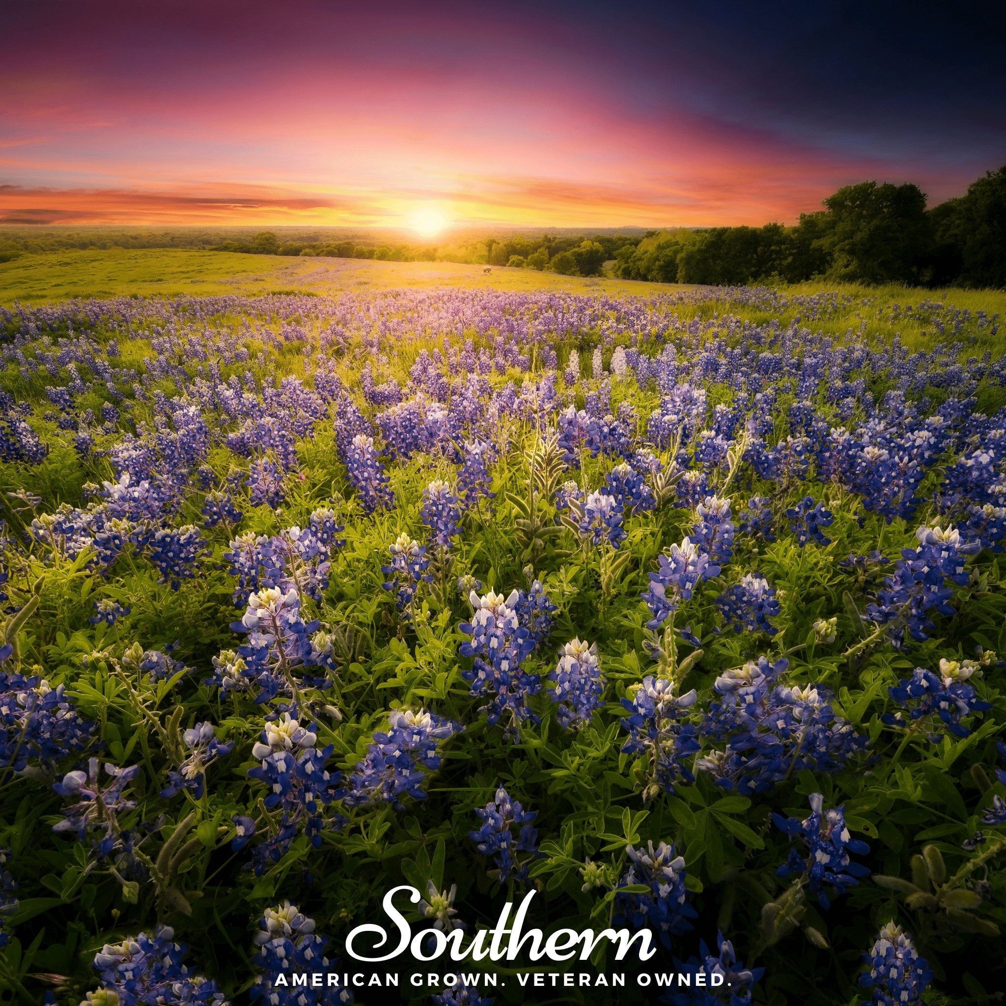 Lupine, Texas Bluebonnet (Lupinus texensis) - 50 Seeds - Southern Seed Exchange