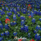 Lupine, Texas Bluebonnet (Lupinus texensis) - 50 Seeds - Southern Seed Exchange