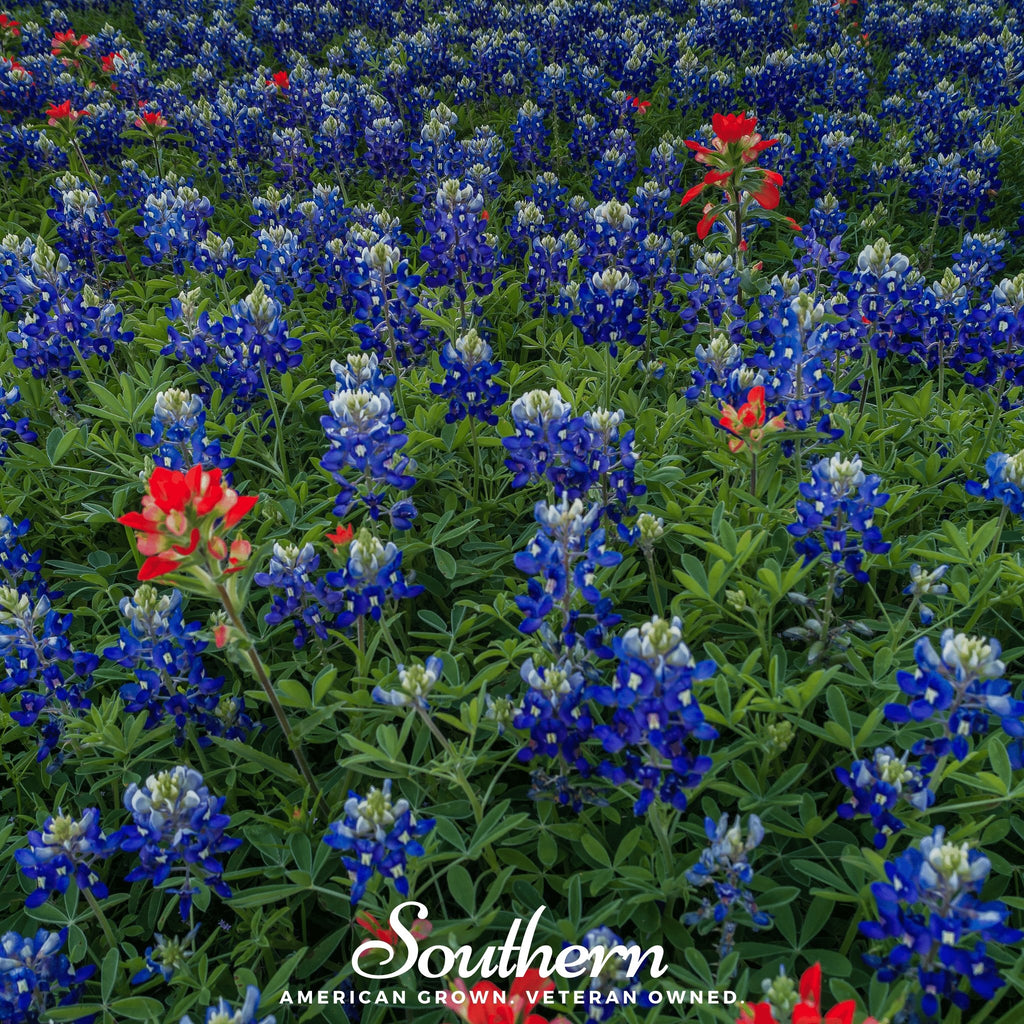 Lupine, Texas Bluebonnet (Lupinus texensis) - 50 Seeds - Southern Seed Exchange