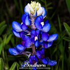 Lupine, Texas Bluebonnet (Lupinus texensis) - 50 Seeds - Southern Seed Exchange