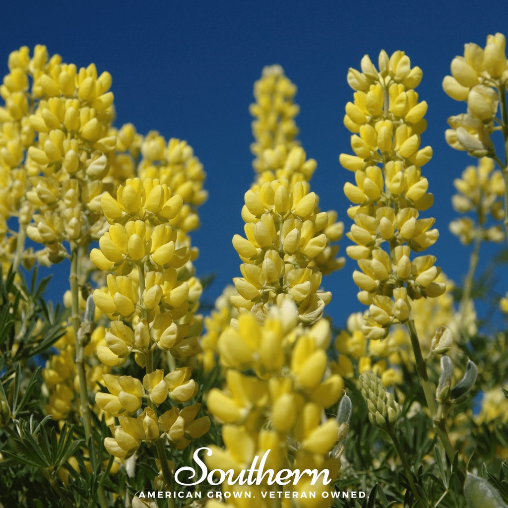 Lupine, Yellow (Lupinus densiflorus) - 50 Seeds - Southern Seed Exchange