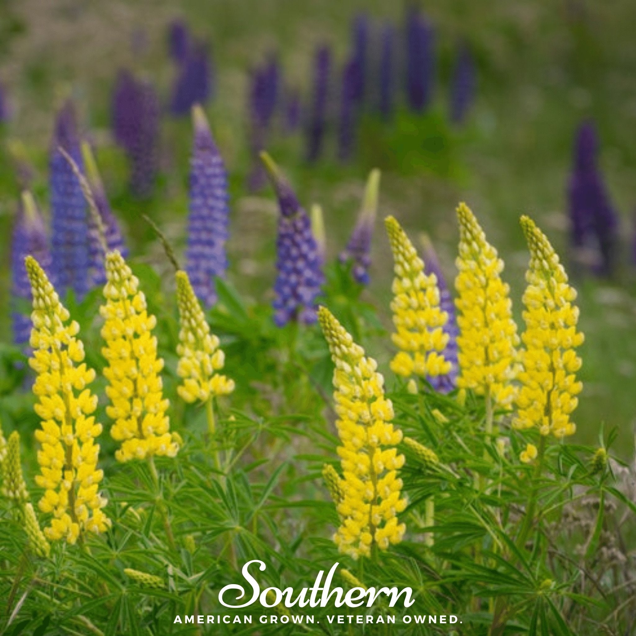 Lupine, Yellow (Lupinus densiflorus) - 50 Seeds - Southern Seed Exchange