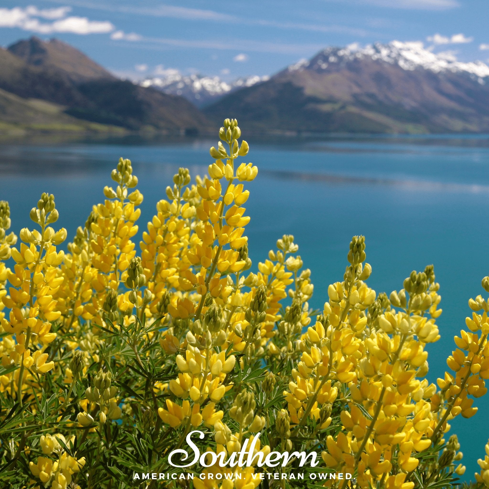 Lupine, Yellow (Lupinus densiflorus) - 50 Seeds - Southern Seed Exchange