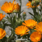 Marigold, English (Calendula officinalis) - 100 Seeds - Southern Seed Exchange