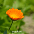 Marigold, English (Calendula officinalis) - 100 Seeds - Southern Seed Exchange