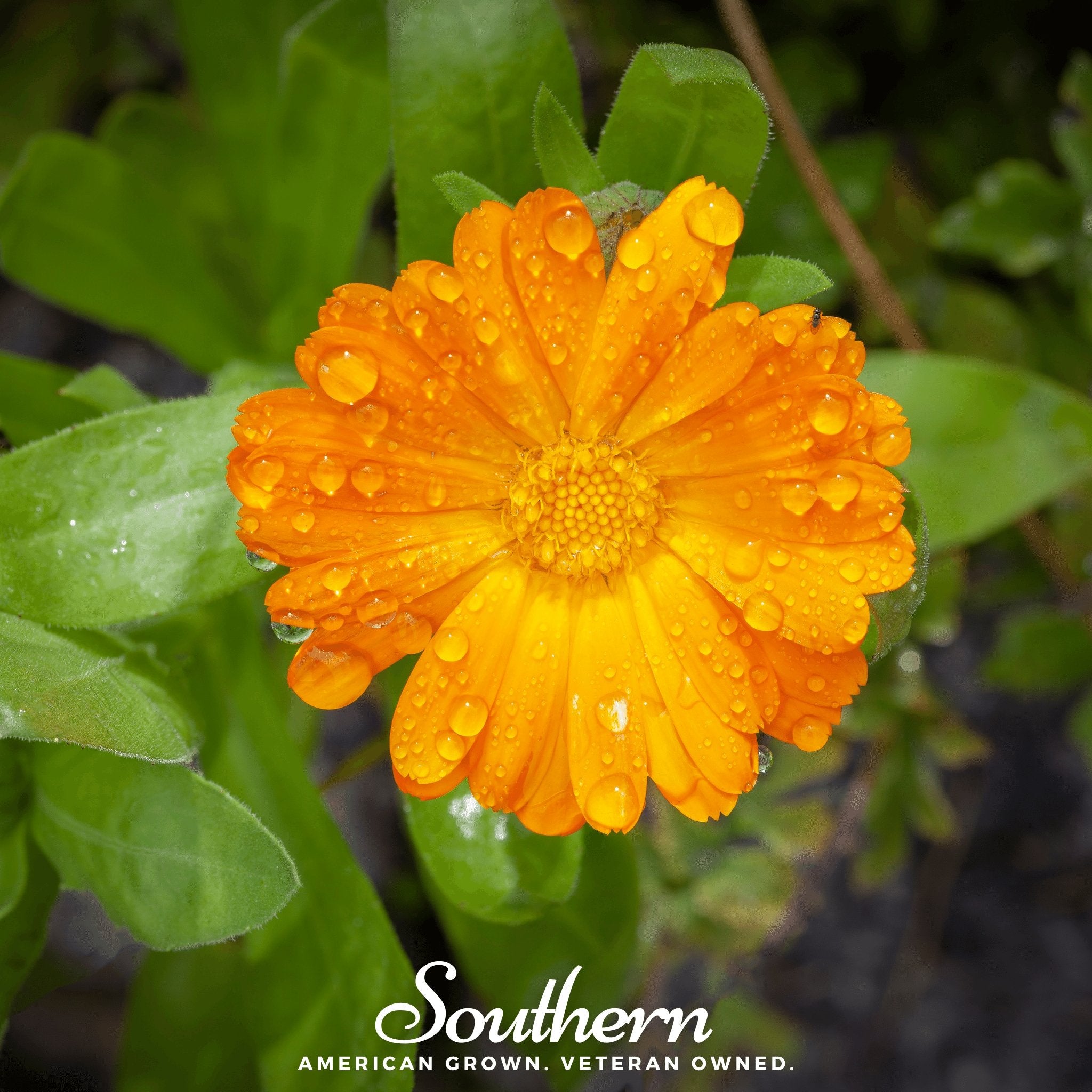 Marigold, English (Calendula officinalis) - 100 Seeds - Southern Seed Exchange