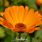 Marigold, English (Calendula officinalis) - 100 Seeds - Southern Seed Exchange