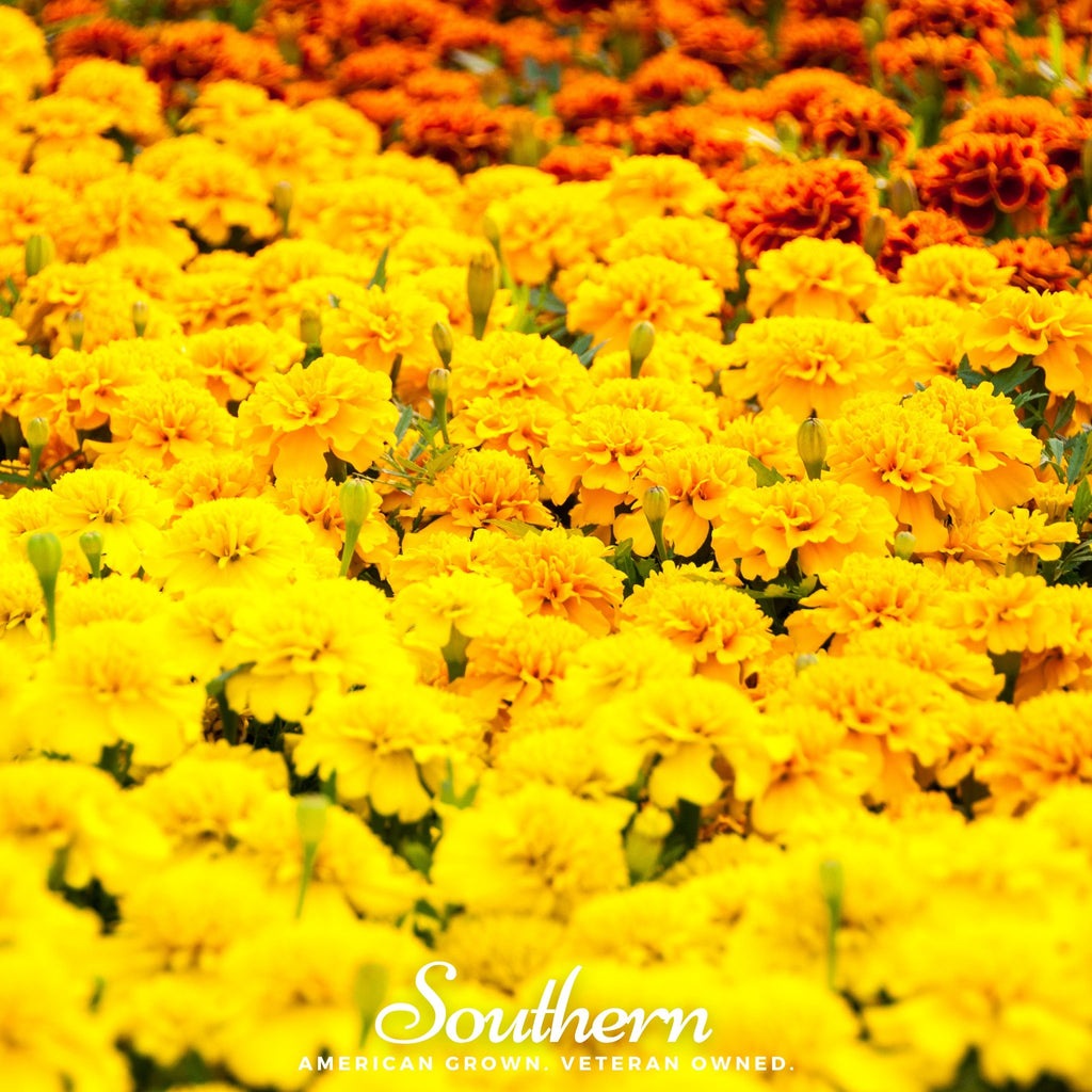 Marigold, Sparky French (Tagetes patula) - 100 Seeds - Southern Seed Exchange