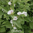 Marshmallow (Althaea Officinalis) - 50 Seeds - Southern Seed Exchange