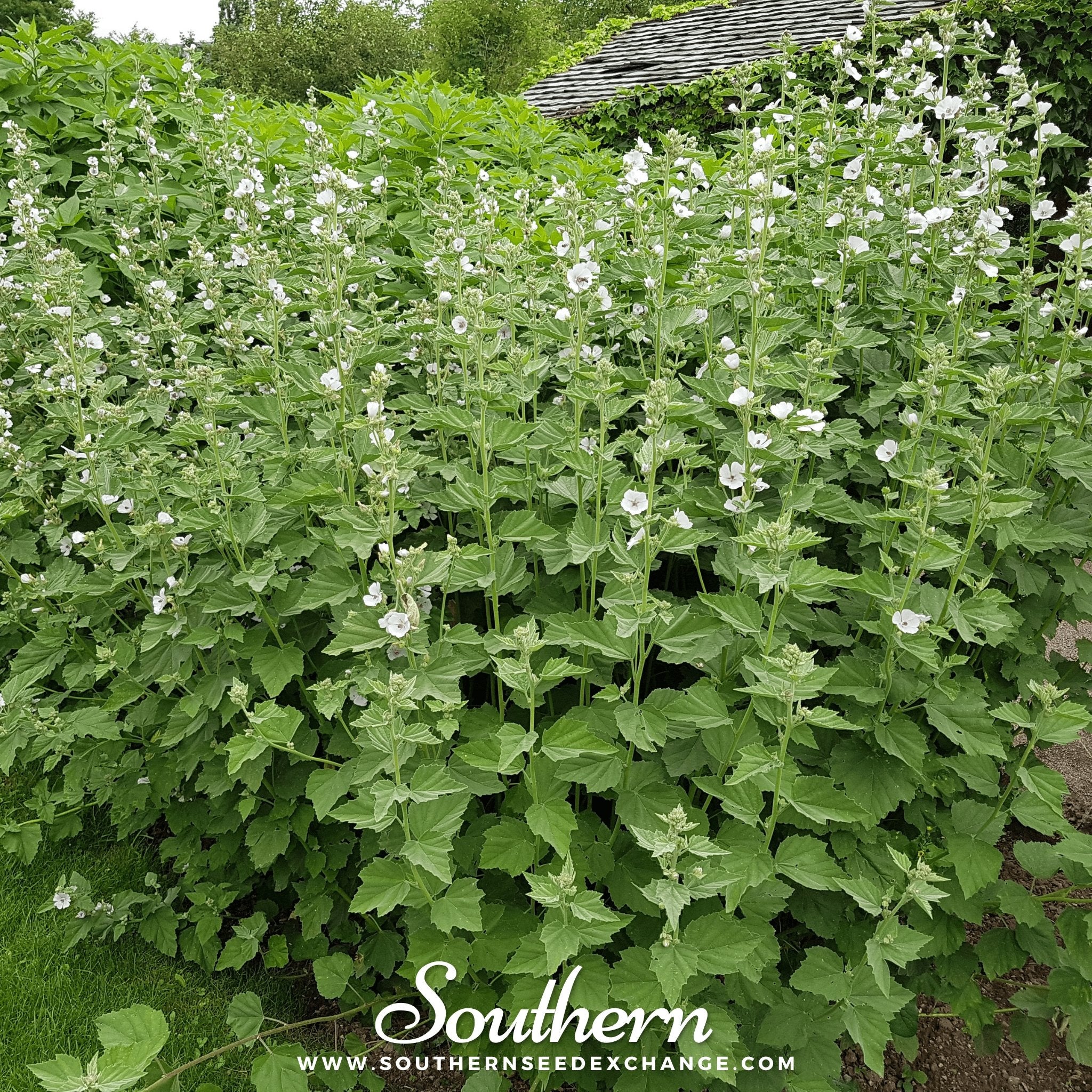 Marshmallow (Althaea Officinalis) - 50 Seeds - Southern Seed Exchange