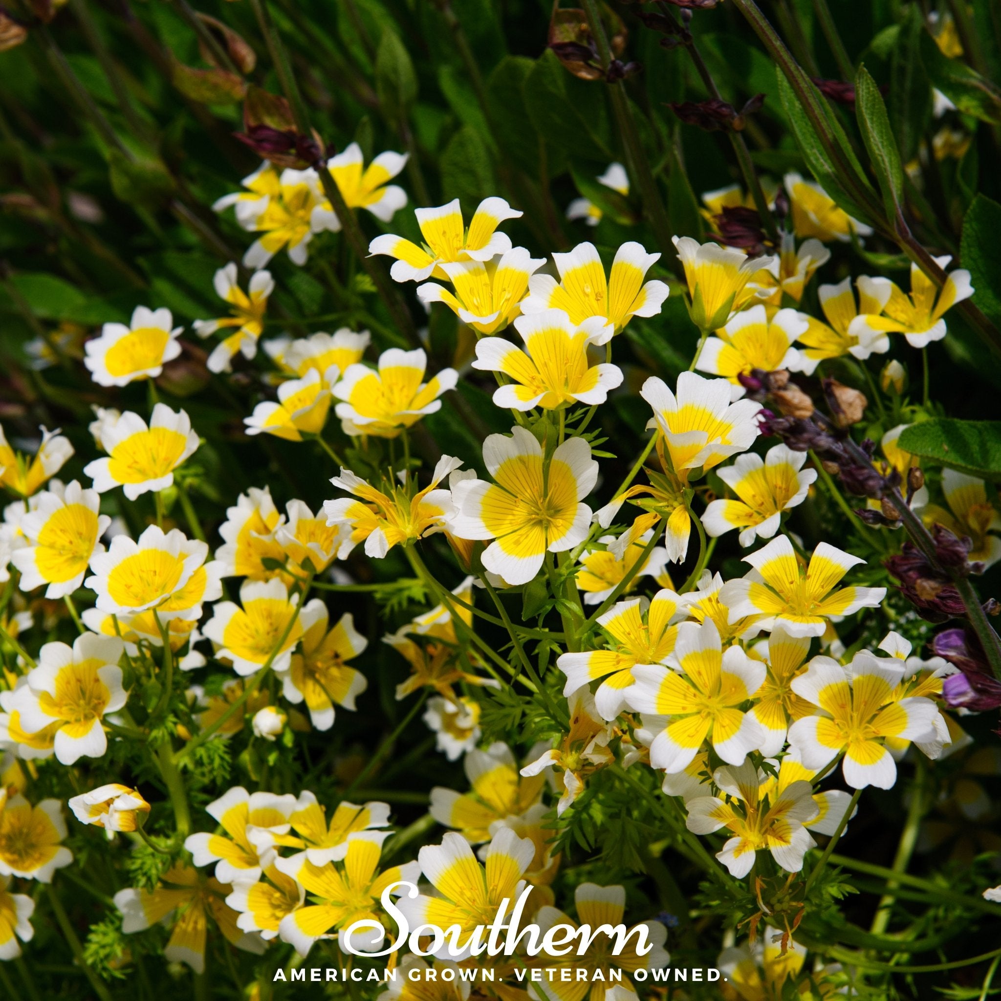 Meadowfoam - Poached Egg Plant (Limnanthes douglasii) - 50 Seeds - Southern Seed Exchange