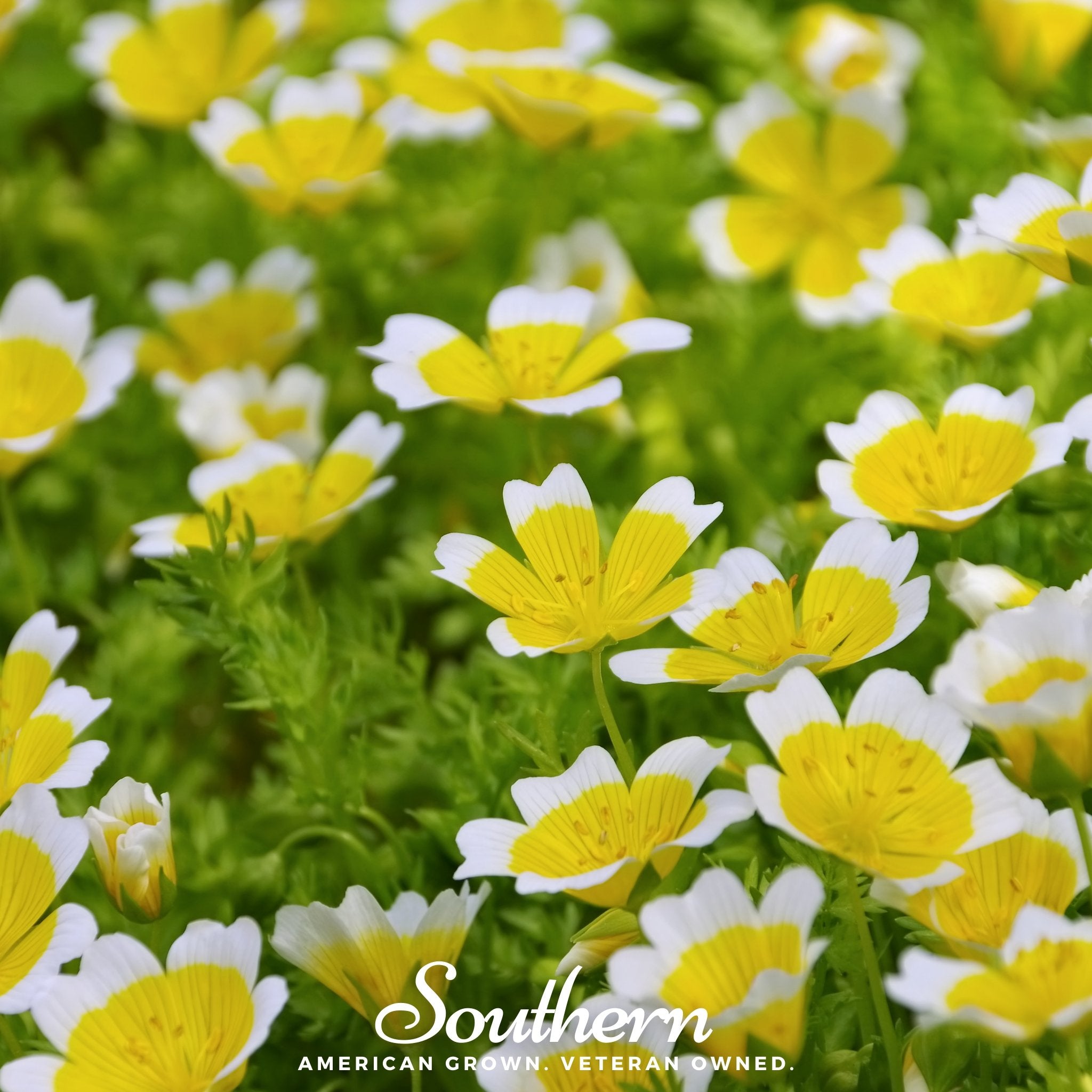 Meadowfoam - Poached Egg Plant (Limnanthes douglasii) - 50 Seeds - Southern Seed Exchange