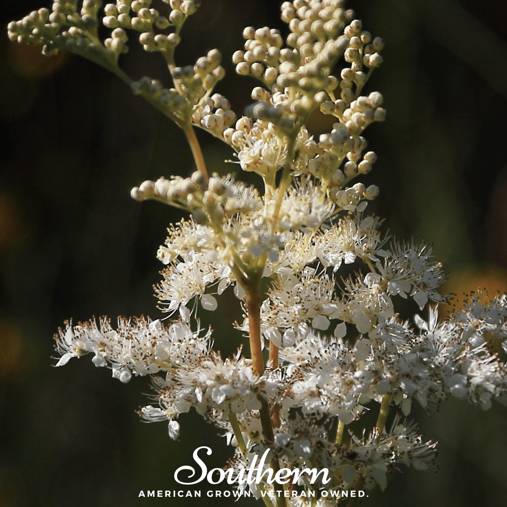 Meadowsweet (Filipendula ulmaria) - 50 Seeds - Southern Seed Exchange