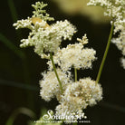 Meadowsweet (Filipendula ulmaria) - 50 Seeds - Southern Seed Exchange