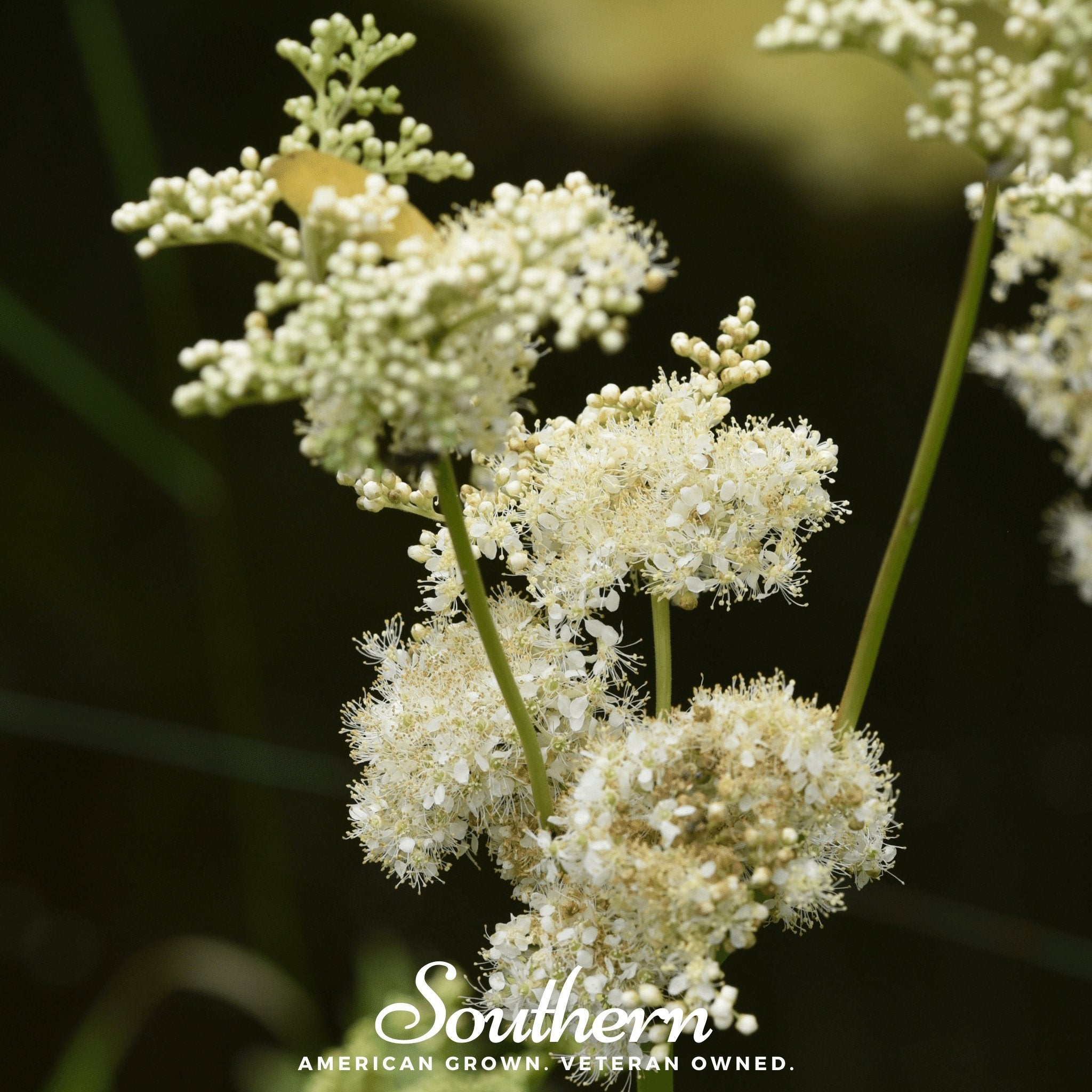 Meadowsweet (Filipendula ulmaria) - 50 Seeds - Southern Seed Exchange