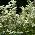 Meadowsweet (Filipendula ulmaria) - 50 Seeds - Southern Seed Exchange