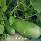 Melon, Banana (Cucumis melo) - 20 Seeds - Southern Seed Exchange