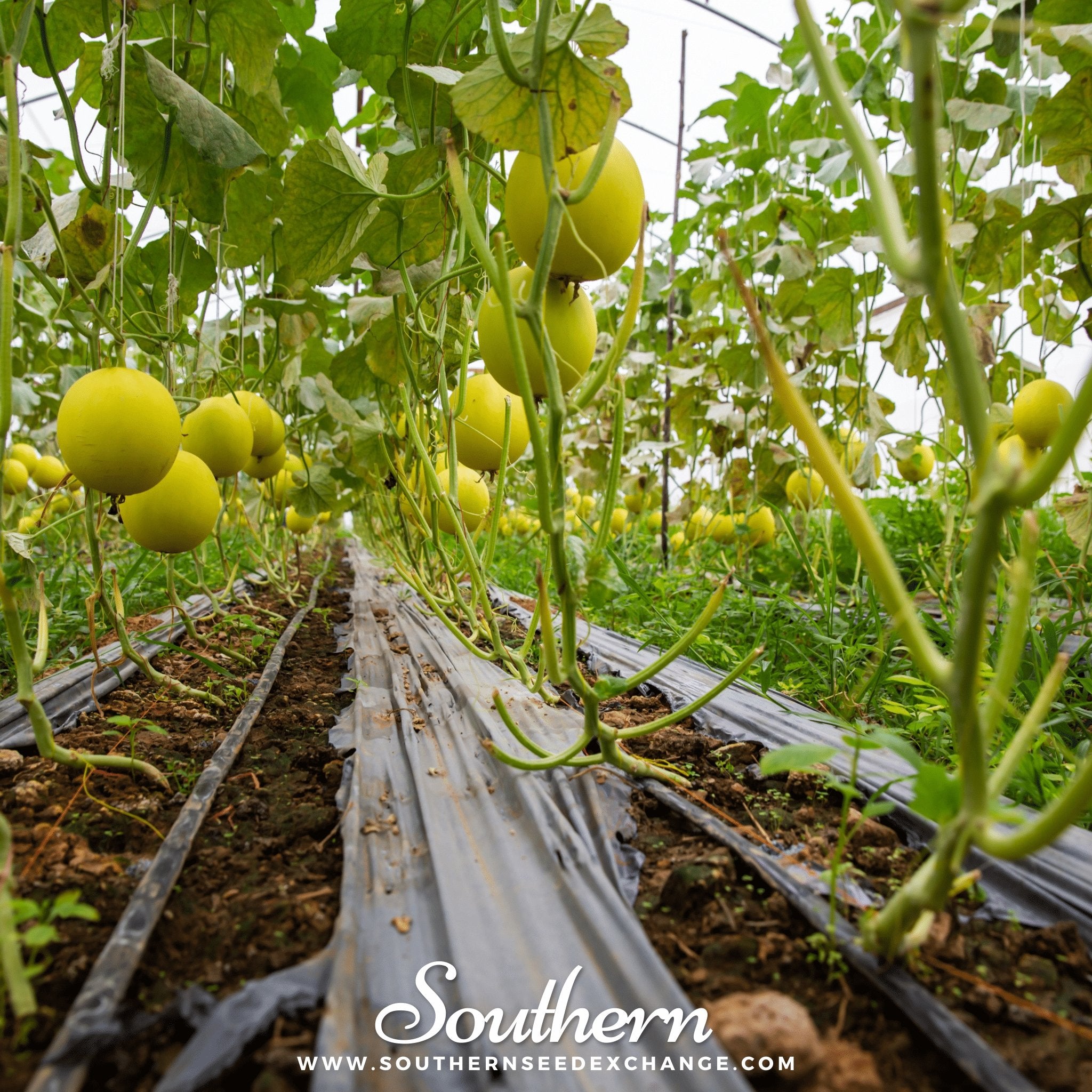 Melon, Canary (Cucumis melo) - 25 Seeds - Southern Seed Exchange