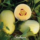 Melon, Crenshaw (Cucumis melo) - 20 Seeds - Southern Seed Exchange