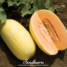 Melon, Crenshaw (Cucumis melo) - 20 Seeds - Southern Seed Exchange