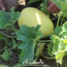 Melon, Crenshaw (Cucumis melo) - 20 Seeds - Southern Seed Exchange