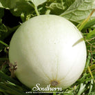 Melon, Green Flesh Honeydew (Cucumis melo) - 20 Seeds - Southern Seed Exchange