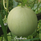 Melon, Green Flesh Honeydew (Cucumis melo) - 20 Seeds - Southern Seed Exchange