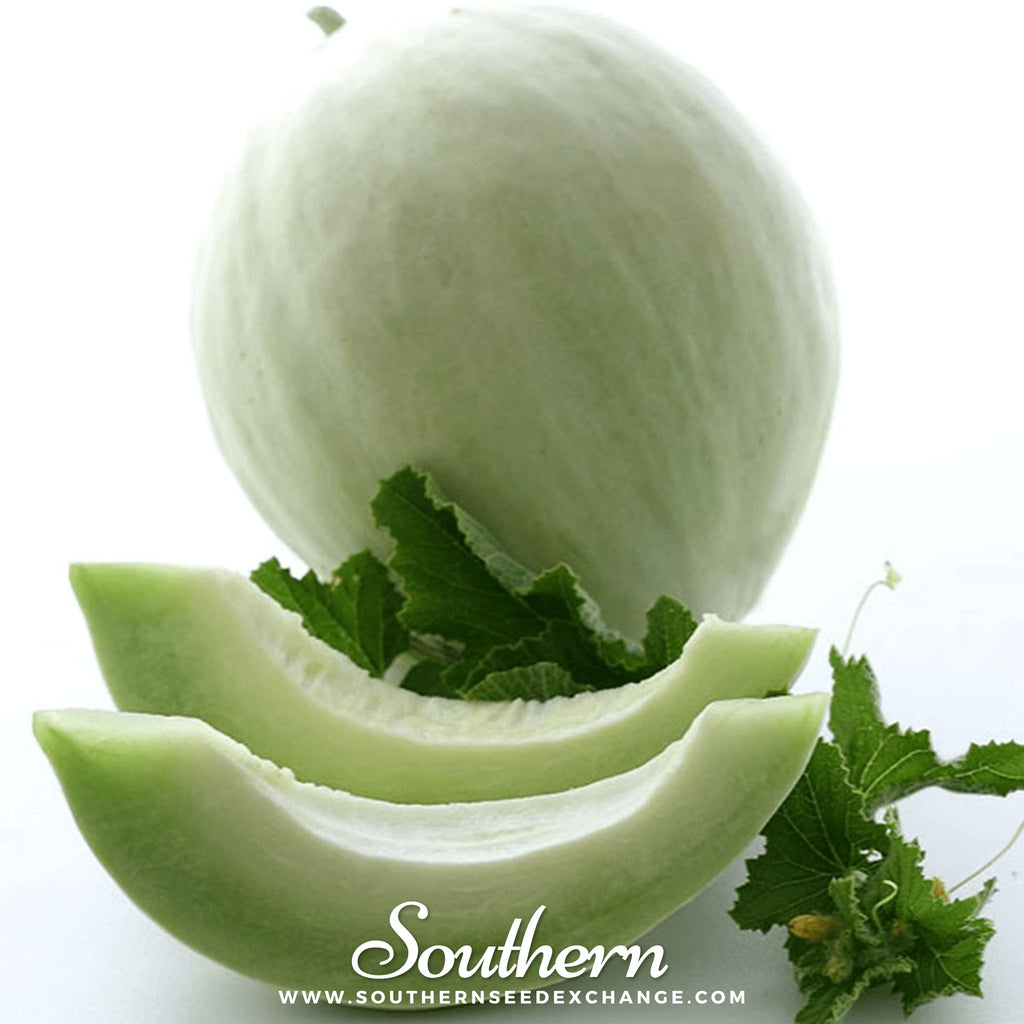 Melon, Green Flesh Honeydew (Cucumis melo) - 20 Seeds - Southern Seed Exchange