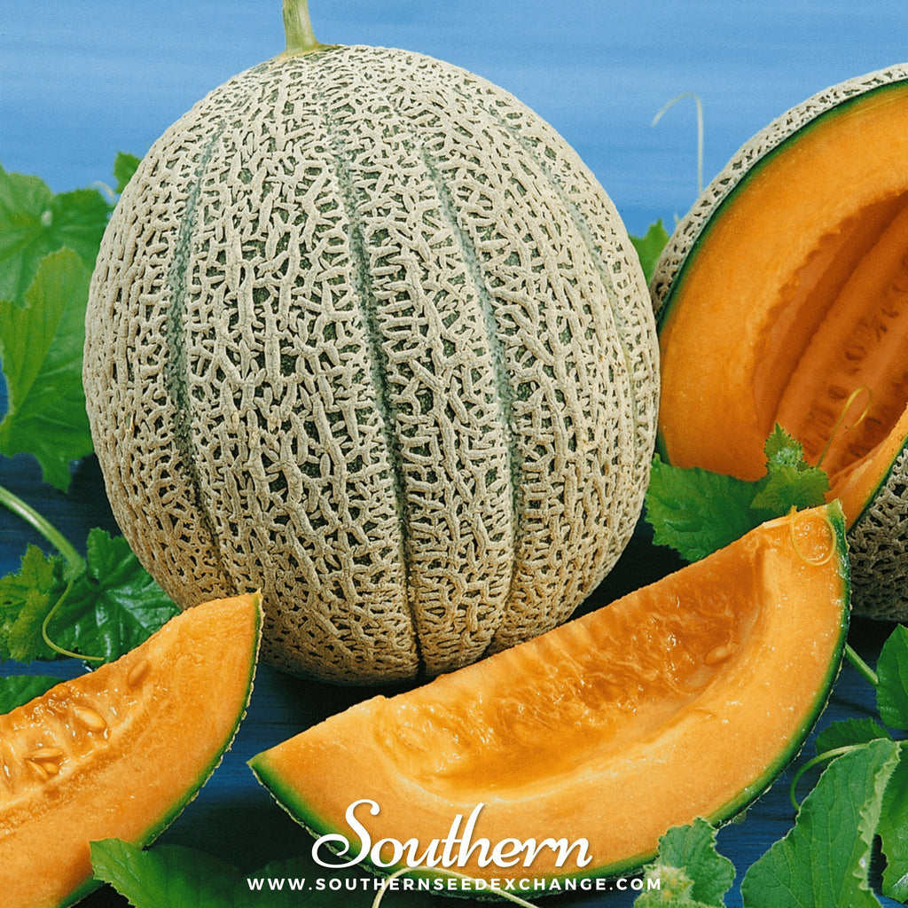 Melon, Hales Best Jumbo Cantaloupe (Cucumis melo var. cantalupensis) - 50 seeds - Southern Seed Exchange