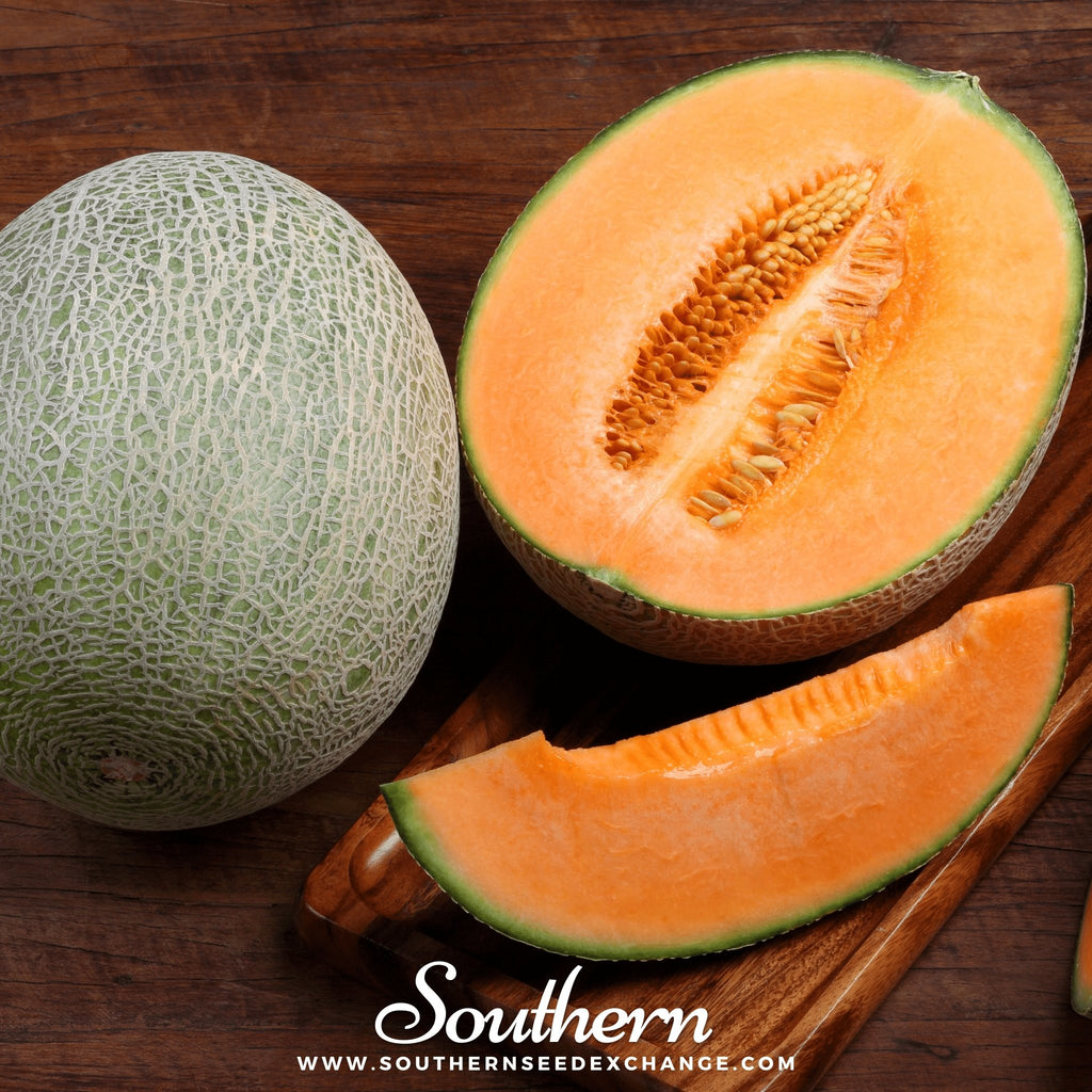 Melon, Hales Best Jumbo Cantaloupe (Cucumis melo var. cantalupensis) - 50 seeds - Southern Seed Exchange