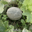 Melon, Hales Best Jumbo Cantaloupe (Cucumis melo var. cantalupensis) - 50 seeds - Southern Seed Exchange