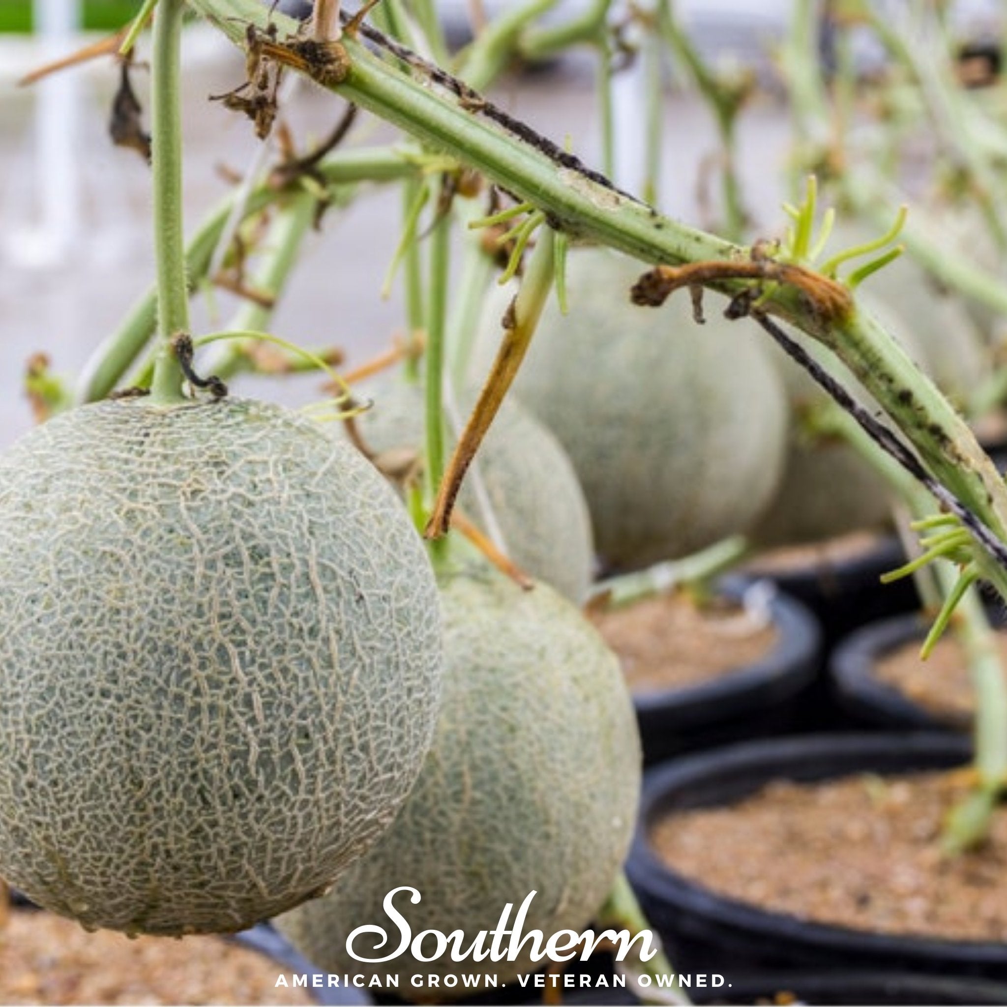 Melon, Planter's Jumbo (Cucumis melo) - 50 Seeds - Southern Seed Exchange