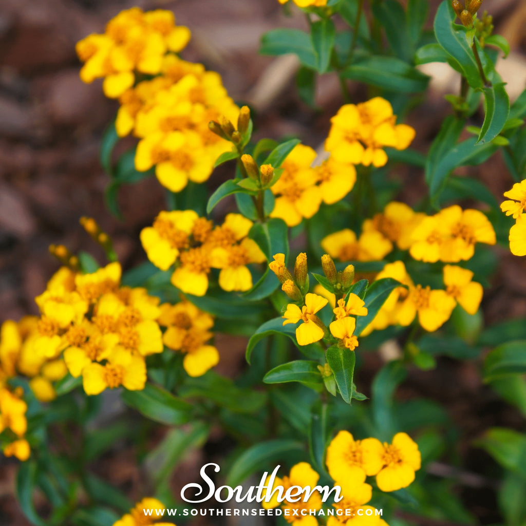 Mexican Mint, Mexican Tarragon (Tagetes lucida) - 50 Seeds - Southern Seed Exchange