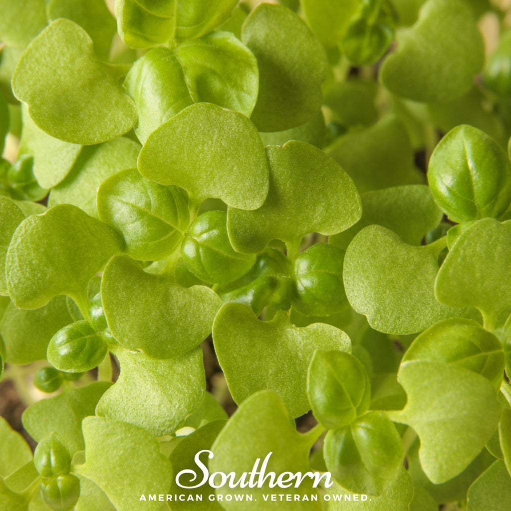 Microgreen, Basil Genovese (Ocimum basilicum) - 8 grams - Southern Seed Exchange