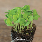 Microgreen, Basil Genovese (Ocimum basilicum) - 8 grams - Southern Seed Exchange