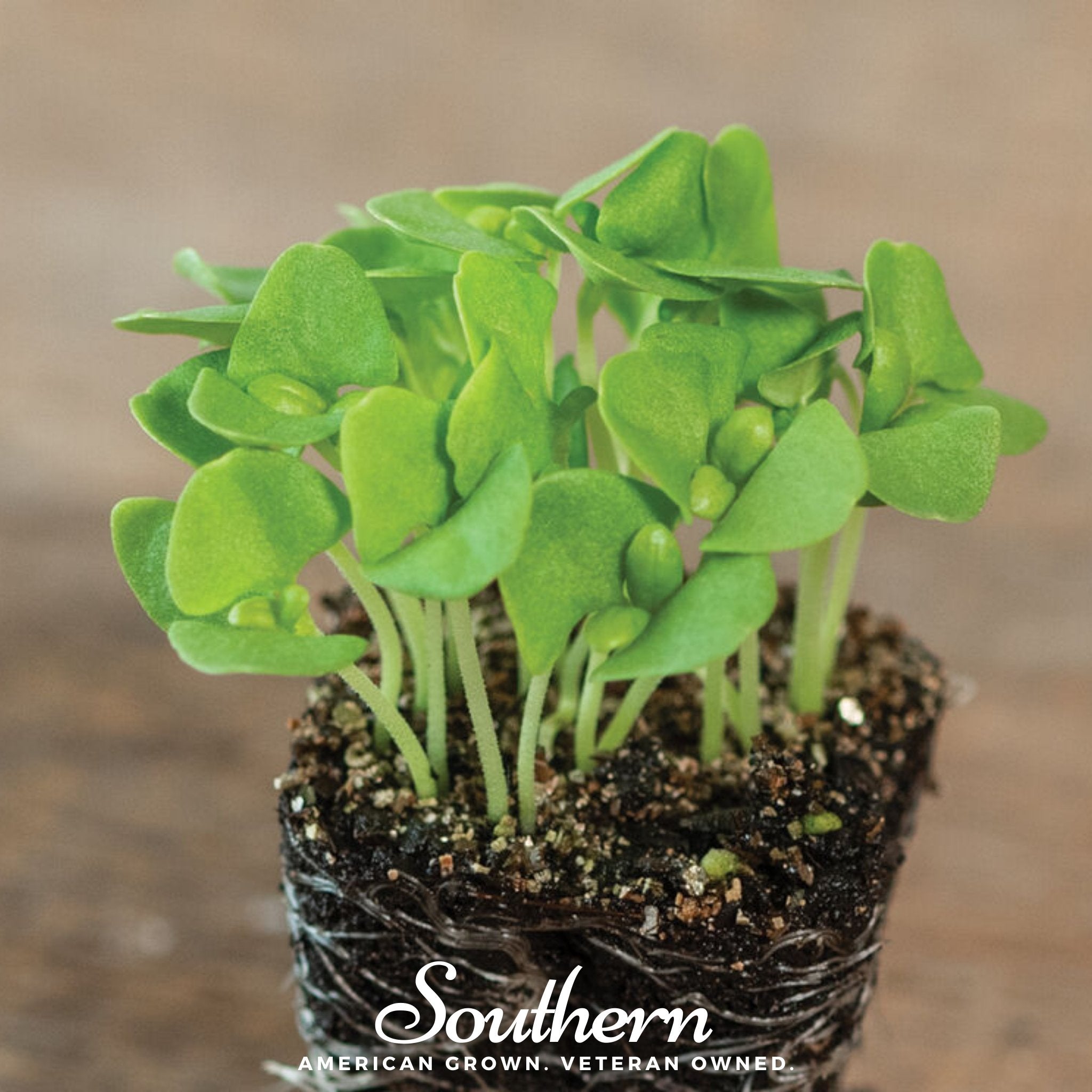 Microgreen, Basil Genovese (Ocimum basilicum) - 8 grams - Southern Seed Exchange