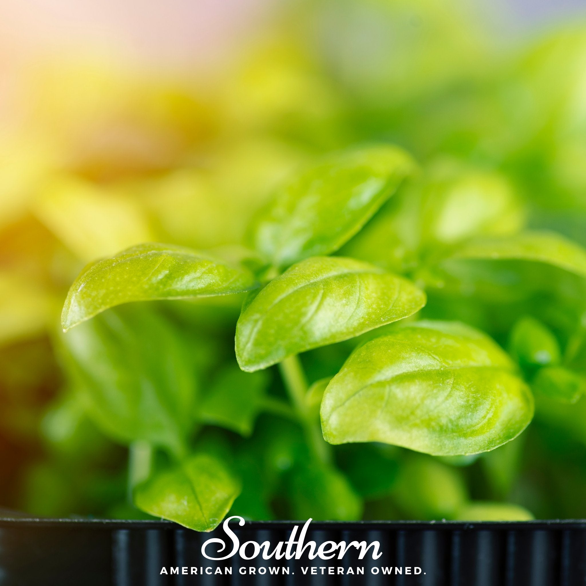 Microgreen, Basil Genovese (Ocimum basilicum) - 8 grams - Southern Seed Exchange