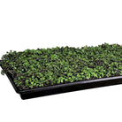 Microgreen, Broccoli ( Brassica oleracea) - 10 grams - Southern Seed Exchange