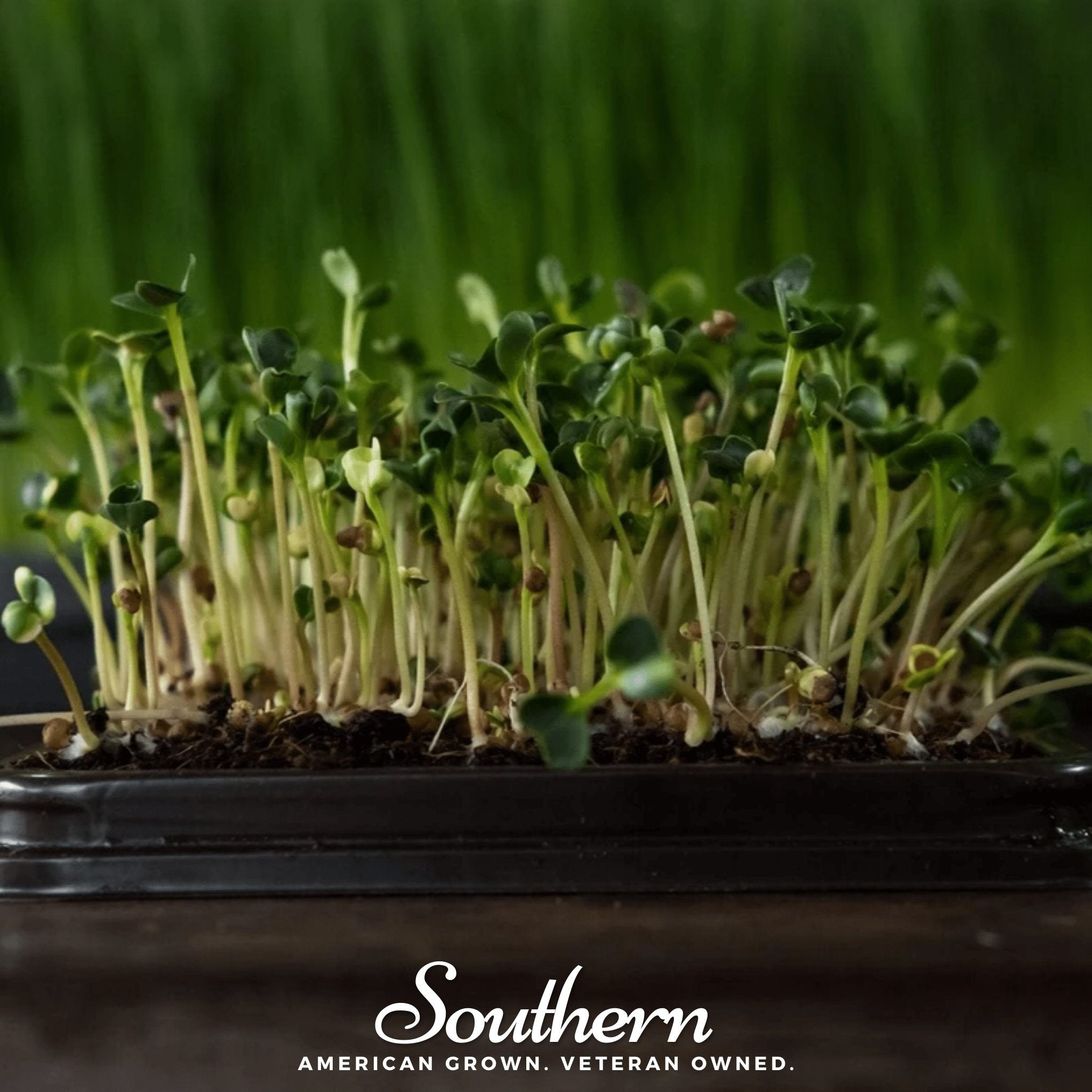 Microgreen, Broccoli ( Brassica oleracea) - 10 grams - Southern Seed Exchange