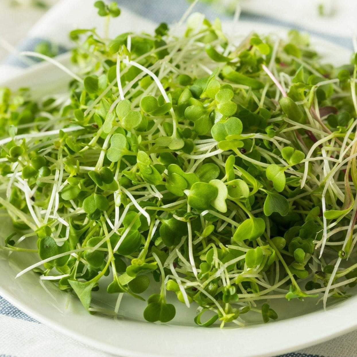 Microgreen, Broccoli ( Brassica oleracea) - 10 grams - Southern Seed Exchange