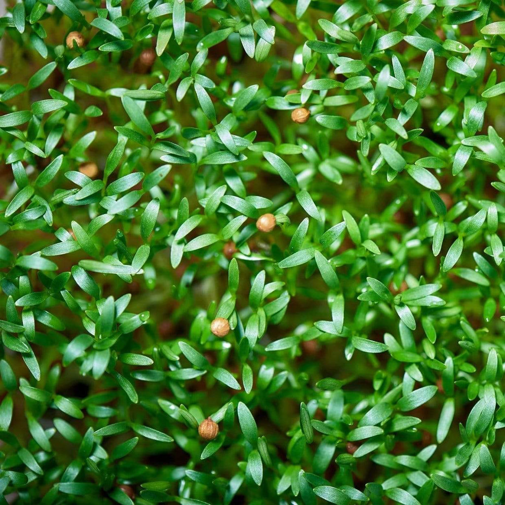 Microgreen, Cilantro (Coriandrum sativum) - 10 grams - Southern Seed Exchange