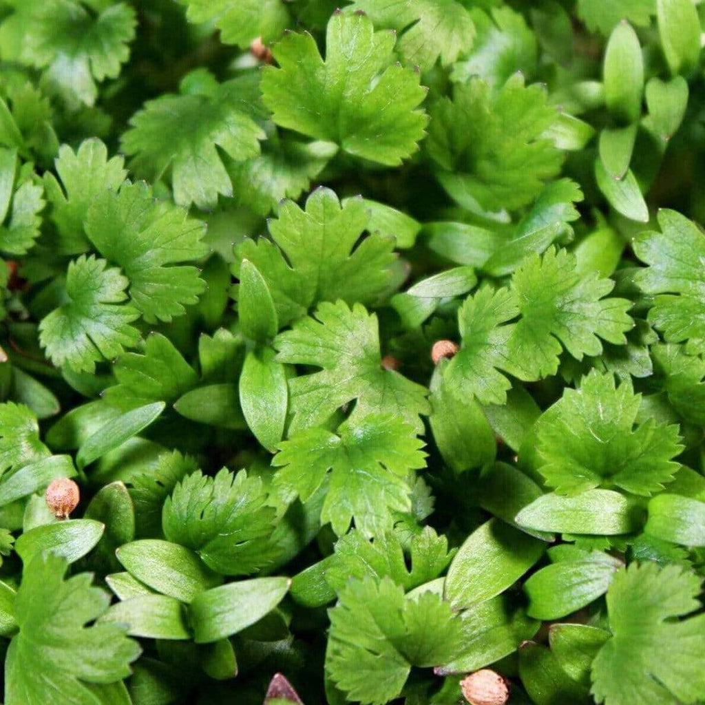 Microgreen, Cilantro (Coriandrum sativum) - 10 grams - Southern Seed Exchange