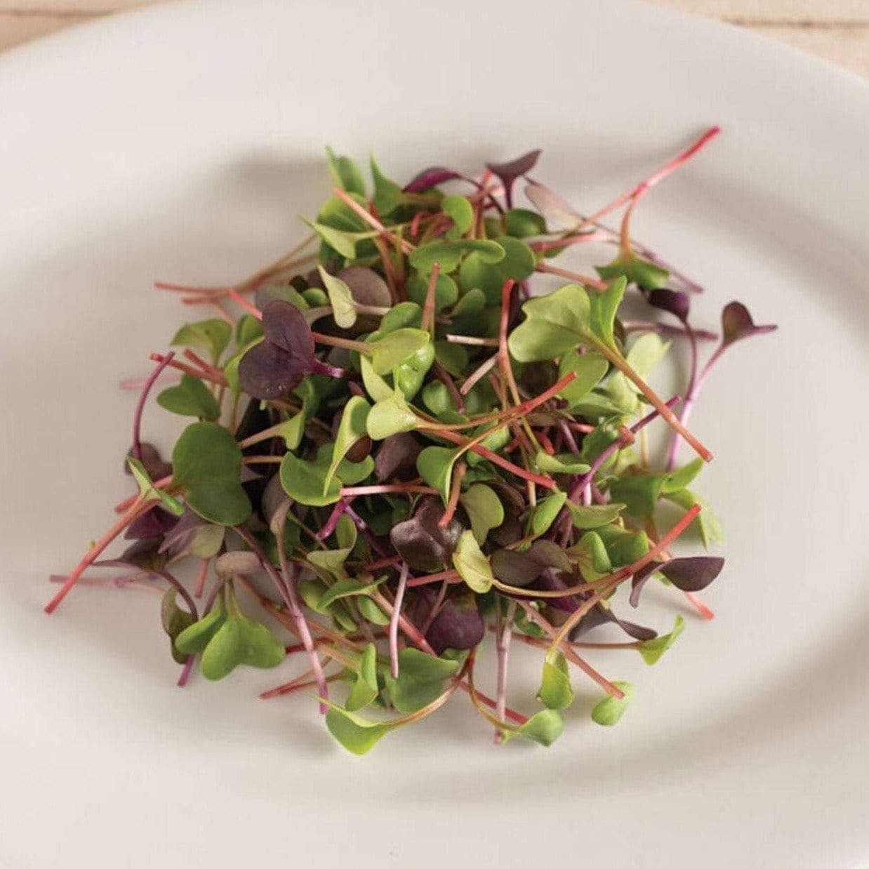 Microgreen, Confetti Radish (Raphanus sativus) - 10 grams - Southern Seed Exchange