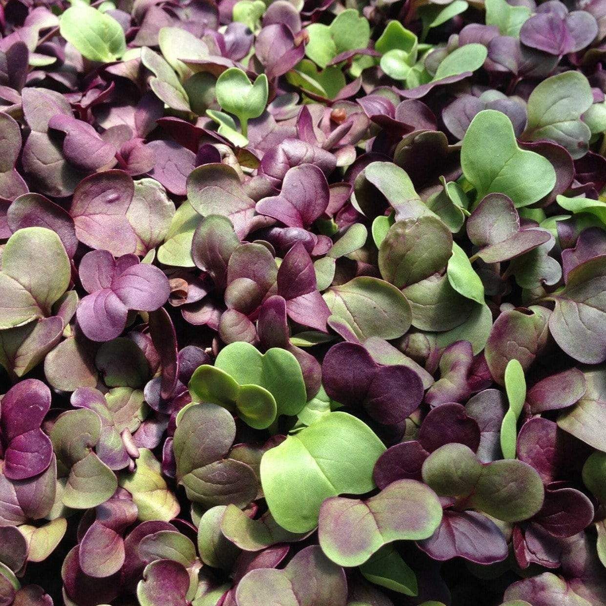 Microgreen, Confetti Radish (Raphanus sativus) - 10 grams - Southern Seed Exchange