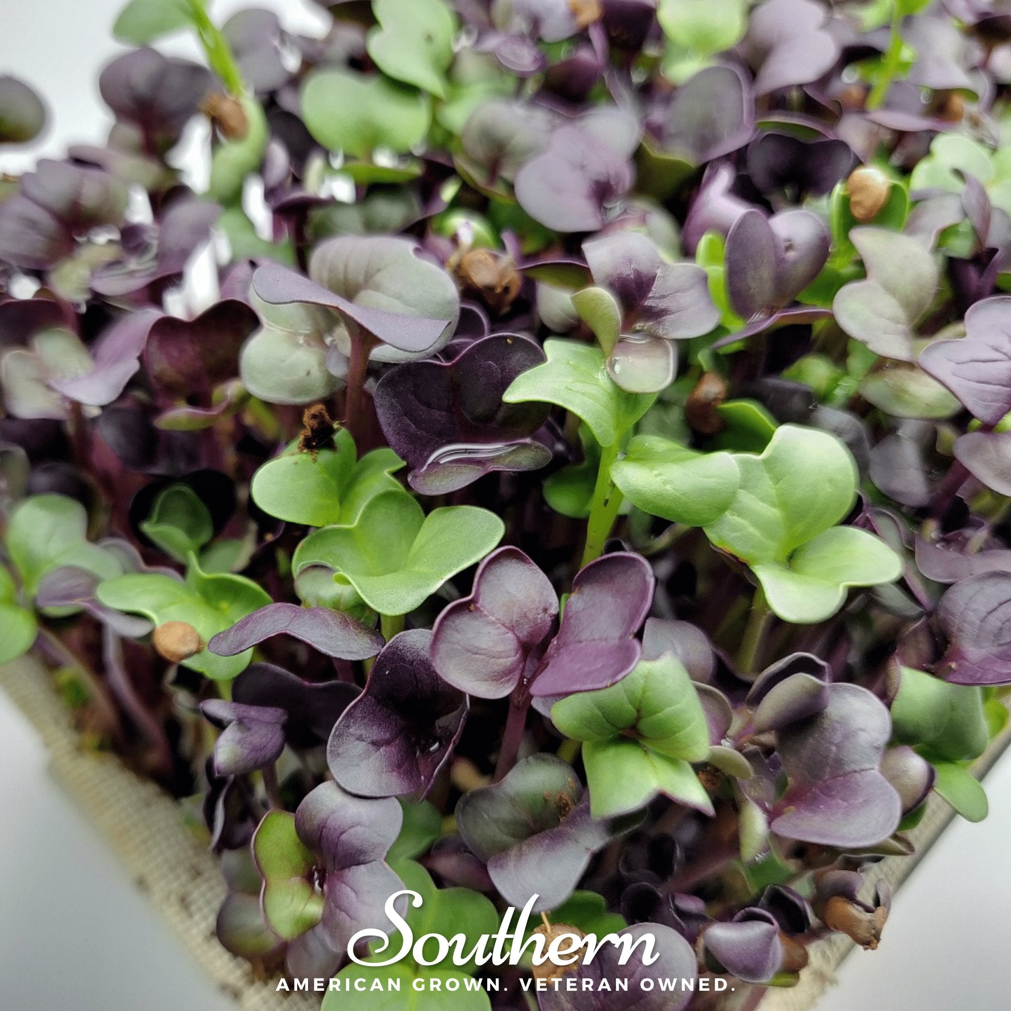 Microgreen, Confetti Radish (Raphanus sativus) - 10 grams - Southern Seed Exchange