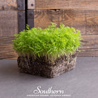 Microgreen, Dill (Anethum graveolens) - 8 grams - Southern Seed Exchange