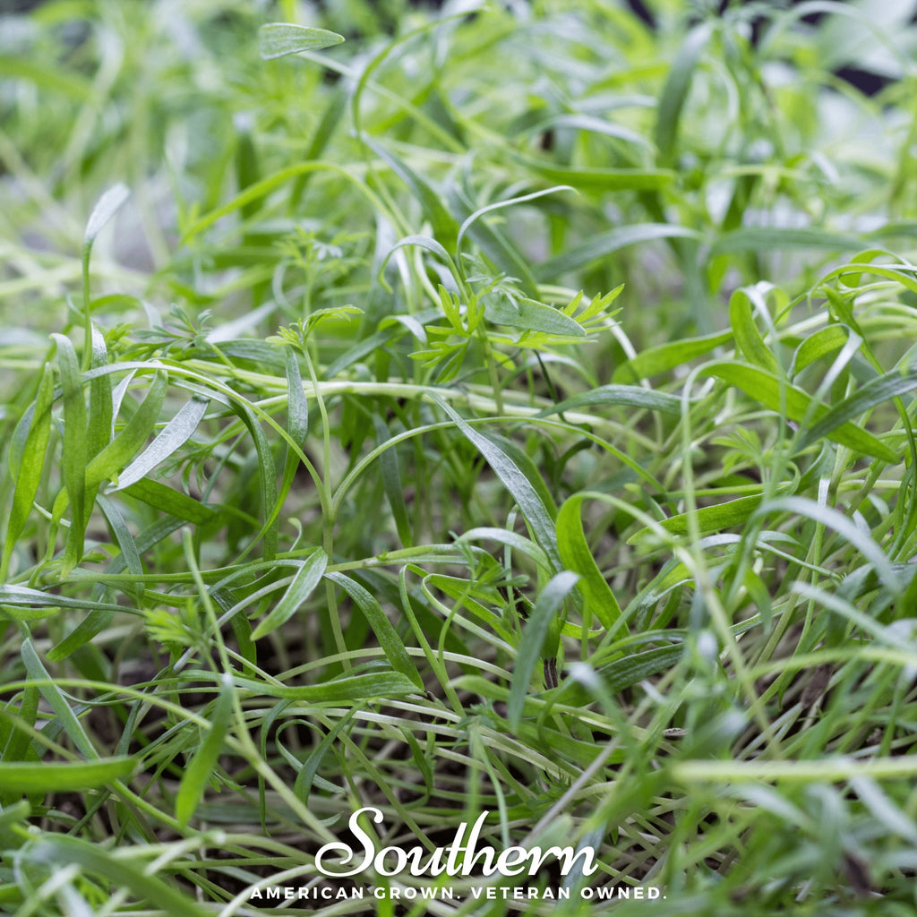 Microgreen, Dill (Anethum graveolens) - 8 grams - Southern Seed Exchange