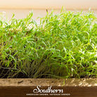 Microgreen, Dill (Anethum graveolens) - 8 grams - Southern Seed Exchange