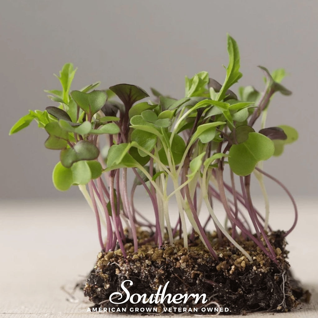 Microgreen, Southern Mild Mix - 8 grams - Southern Seed Exchange